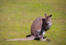 Kangaroos