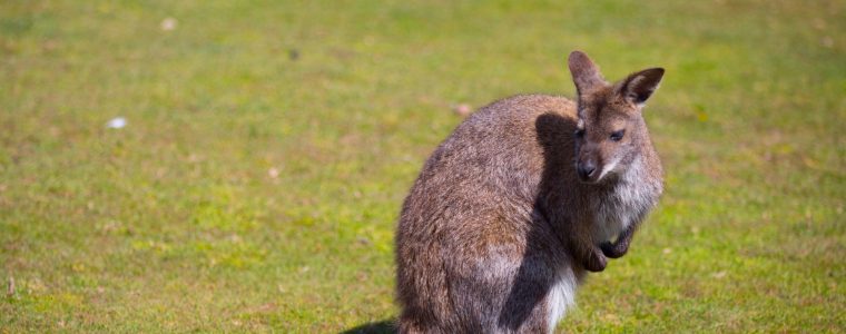 Kangaroos and Their Pockets