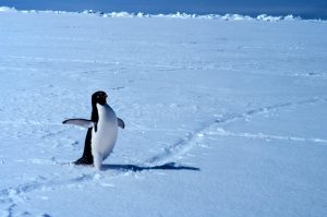 penguins