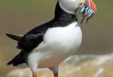 The Amazing Creation of the Fisher Puffins