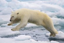 The Amazing Features of the Polar Bear