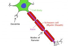 The Domino Sequence of Processes within the Nerve Cells