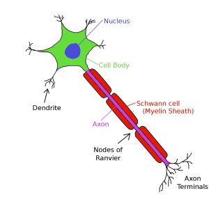 Nerve Cells