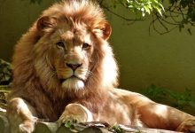 The King of the Jungle: The Lion