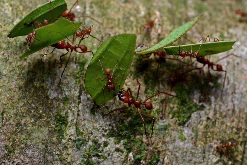 Leaf Cutter Ants and Fungus Culturing