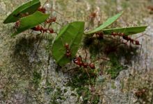 Leaf Cutter Ants and Fungus Culturing