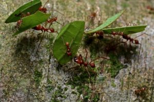 leaf cutter ants