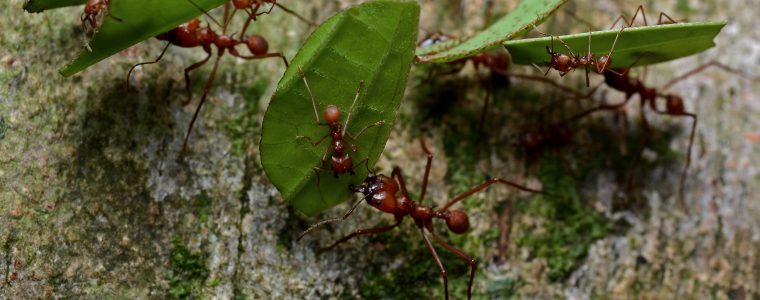 Leaf Cutter Ants and Fungus Culturing