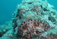 The Skilful Camouflage of the Scorpion Fish