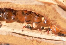 The Creation of Honey Ants