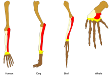 The Evolutionists Myth of Homology