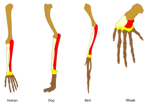 Homology