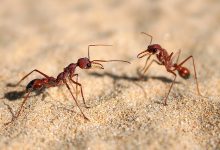 The Marvelous Co-Operation of the Ant and the Bird