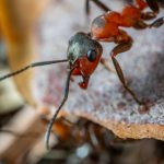 Legionary Ants