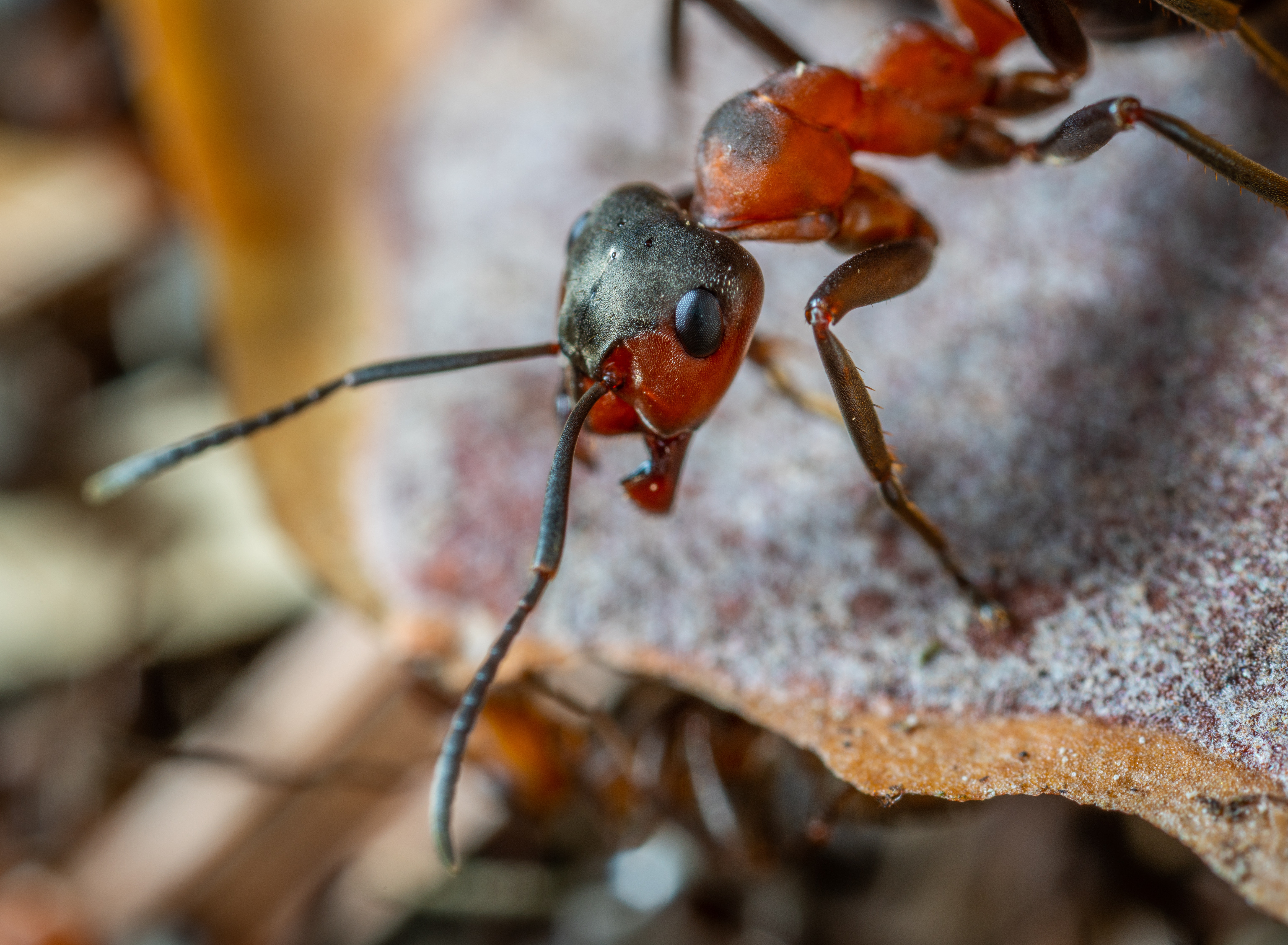 Legionary Ants