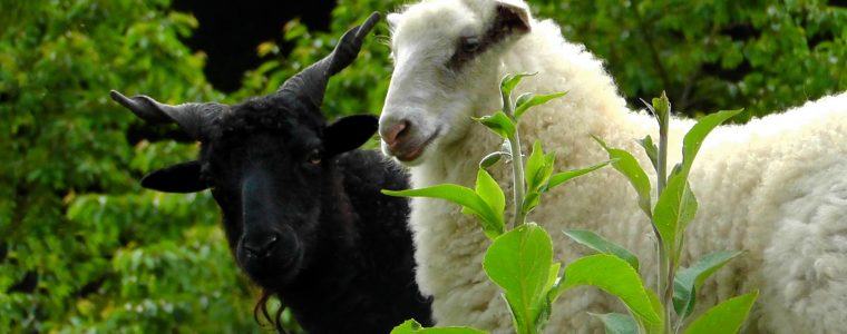 Islamic Perspective on Animal Welfare
