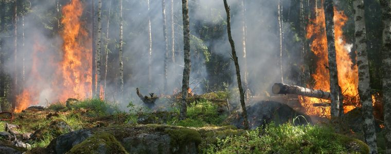 Burn the Amazon!