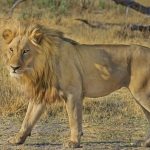 Story of Sa`id ibn Jubair and the Lion