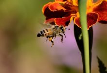 Bees are Declared The Most Important Living Beings On The Planet