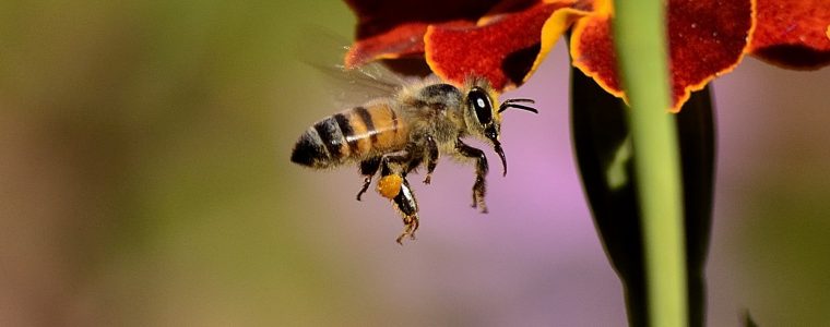 Bees are Declared The Most Important Living Beings On The Planet