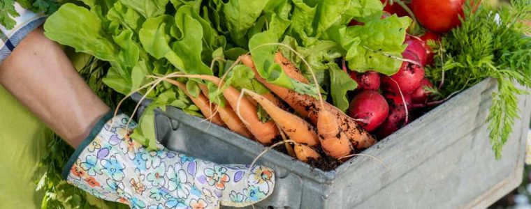 Why Should We Eat Organic Produce?