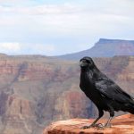 14 Lessons from the Story of Cain and Abel