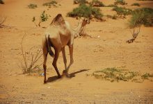 The Camel: A Special Animal in the Service of Mankind