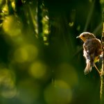 Thirty Prophetic Hadiths on Mercy